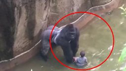 Khỉ đột bị bắn chết khi cứu bé trai 3 tuổi và những câu chuyện nhói lòng về sự ra đi đầy tức tưởi của động vật dưới bàn tay con người