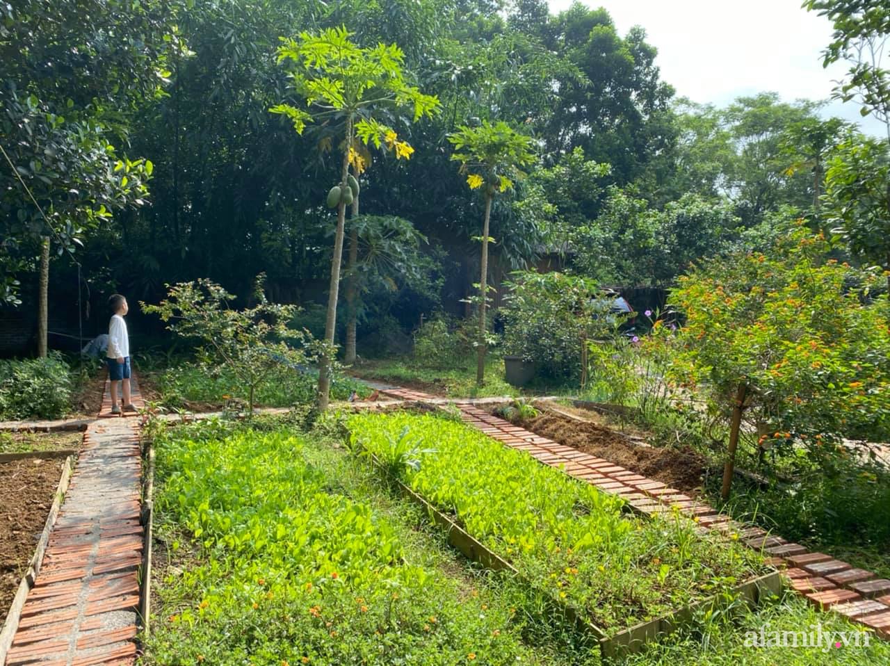 Cuộc sống yên bình trong ngôi nhà nhỏ cùng khu vườn xanh mát bóng cây ở ngoại thành Hà Nội - Ảnh 16.
