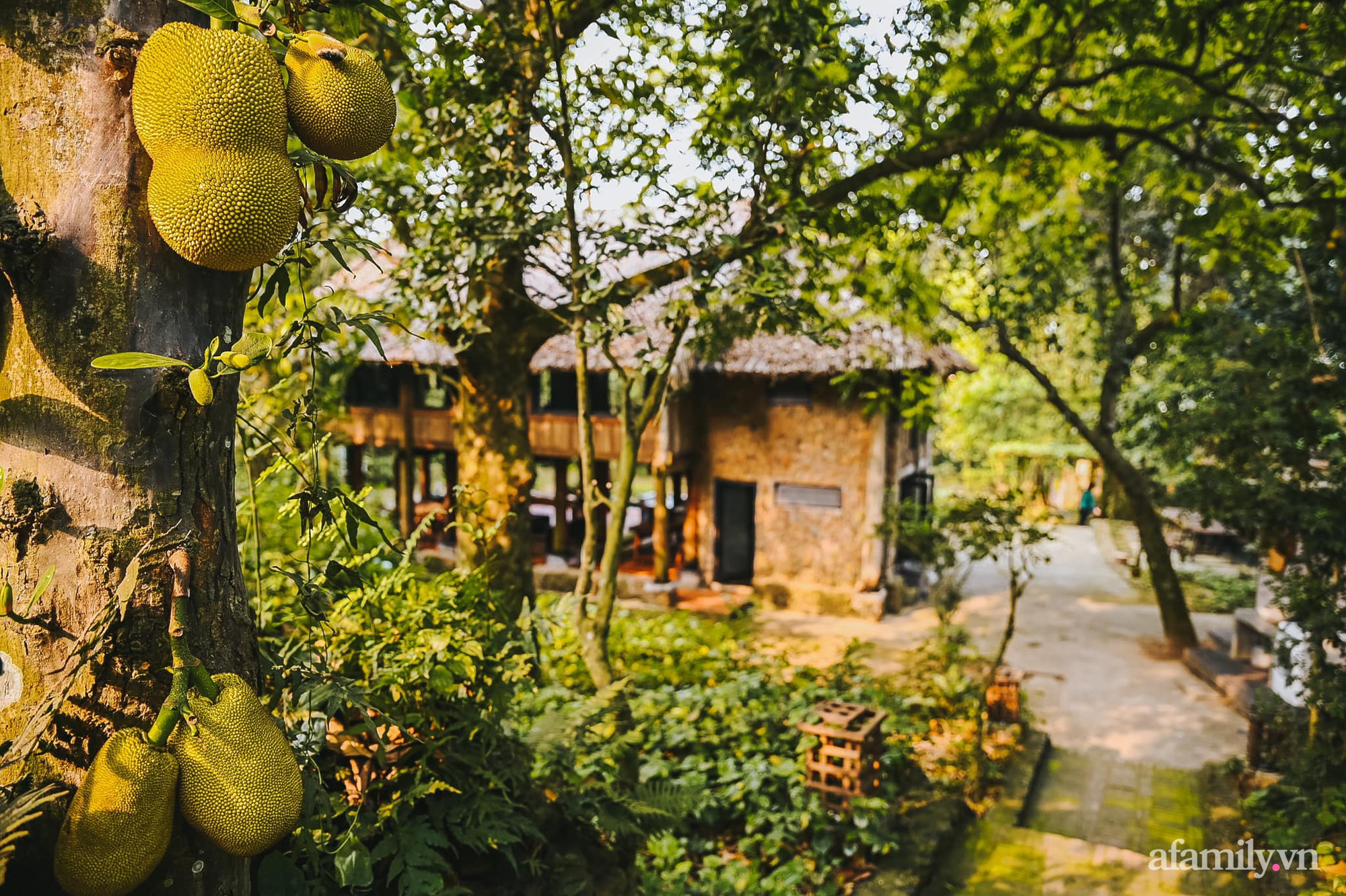 Cuộc sống yên bình trong ngôi nhà nhỏ cùng khu vườn xanh mát bóng cây ở ngoại thành Hà Nội - Ảnh 8.