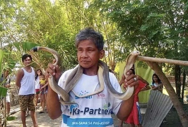 Tự tin miễn nhiễm với nọc độc, người rắn Philippines hôn hổ mang chúa và cái kết thảm - Ảnh 1.