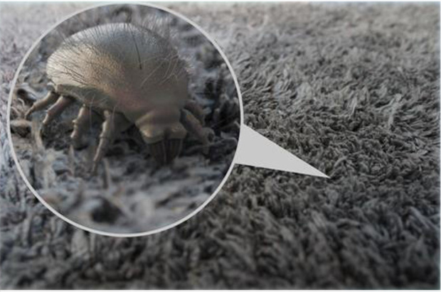 6 mẹo khiến sâu bọ cao chạy xa bay khỏi nhà bạn, nguyên liệu toàn thứ dễ kiếm nhưng hiệu quả tức thì - Ảnh 5.
