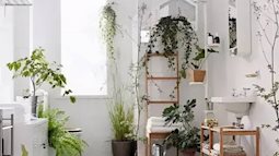 Nhà vệ sinh của bạn cứ để một trong 6 loại cây này đảm bảo mùi hôi giảm đi đáng kể