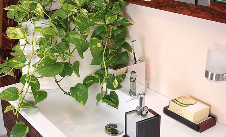 Nhà vệ sinh của bạn cứ để một trong 6 loại cây này đảm bảo mùi hôi giảm đi đáng kể - Ảnh 7.