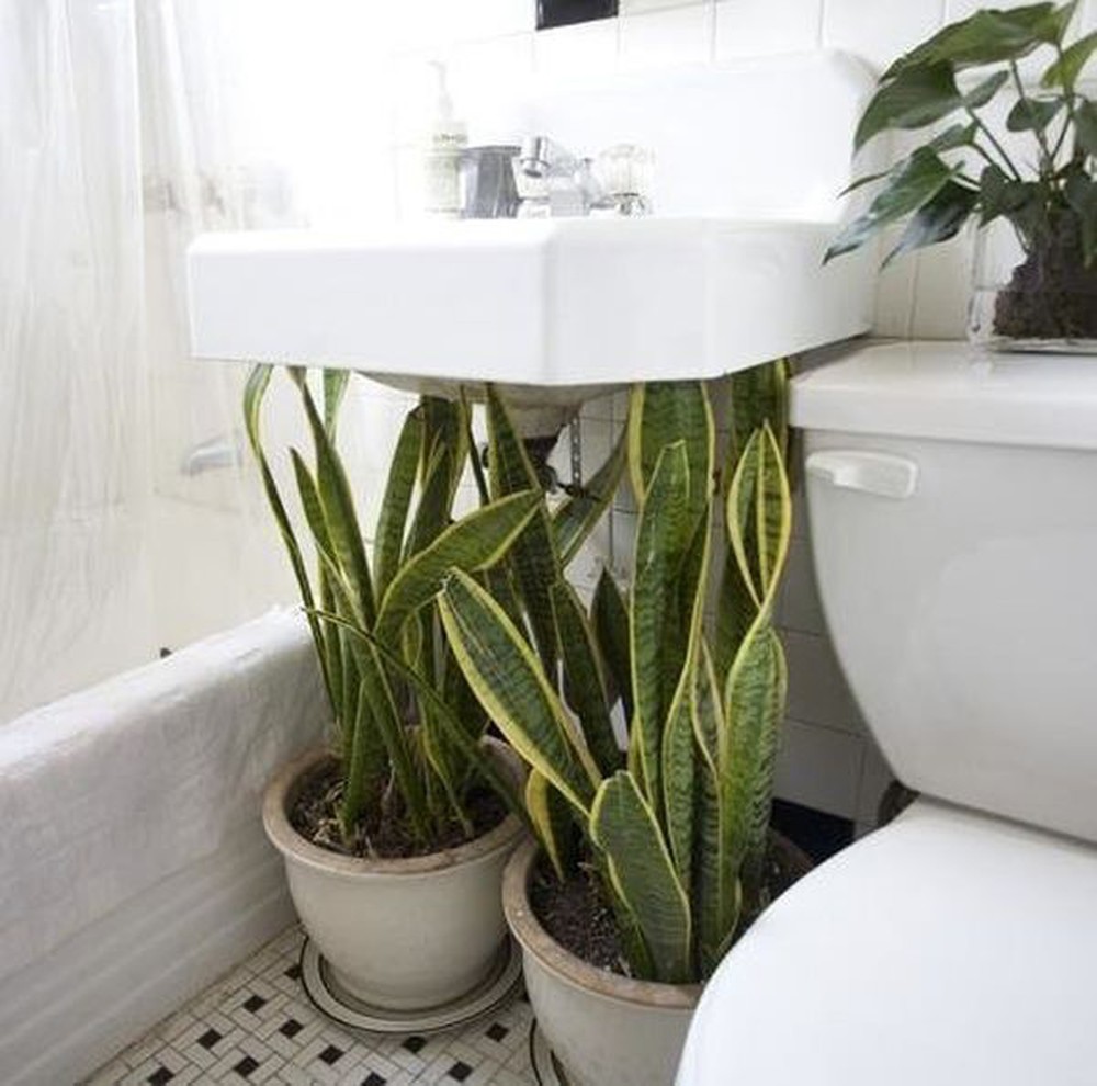 Nhà vệ sinh của bạn cứ để một trong 6 loại cây này đảm bảo mùi hôi giảm đi đáng kể - Ảnh 11.