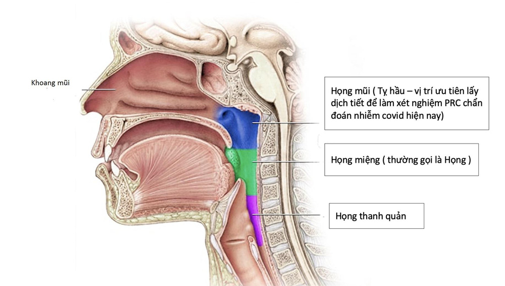 Thực hư việc súc miệng họng thường xuyên để ngừa COVID-19: Lời khuyên của bác sĩ chuyên khoa Tai-Mũi-Họng - Ảnh 2.