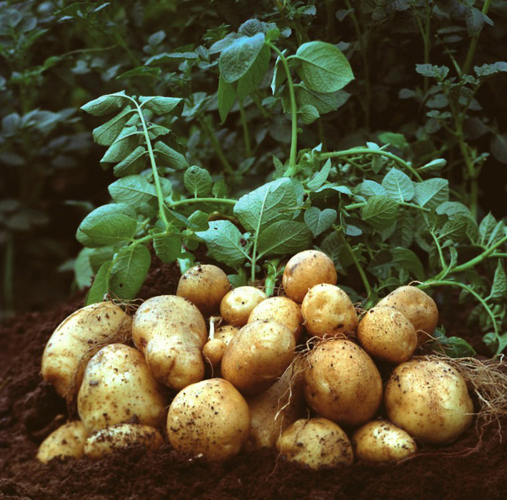6 loại rau củ mang lại hiệu quả năng suất nhất để trồng trong khu vườn nhỏ của bạn - Ảnh 5.