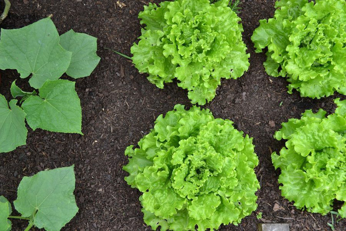 6 loại rau củ mang lại hiệu quả năng suất nhất để trồng trong khu vườn nhỏ của bạn - Ảnh 3.
