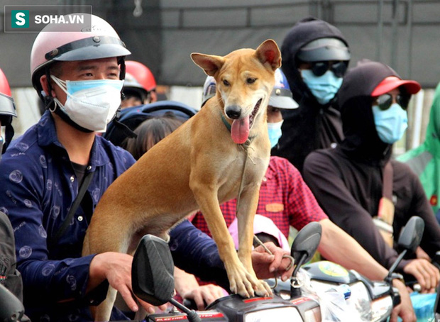 Những chú chó trong hành trình hồi hương: Dù gian nan nhưng tất cả đều cùng nhau vượt qua - Ảnh 7.