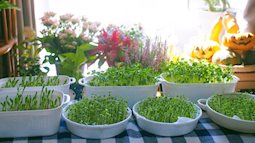 Mẹ Việt ở Nhật bật mí cách trồng vườn rau mầm tốt um trong nhà rất nhanh gọn, ai xem xong cũng làm theo được