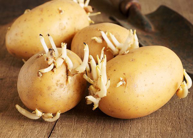  Khoai tây mọc mầm gây độc như thế nào? 5 lưu ý khi ăn khoai tây để đảm bảo cho sức khỏe  - Ảnh 1.