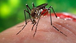 Ấn Độ đối mặt với đợt bùng phát lây nhiễm virus Zika mới