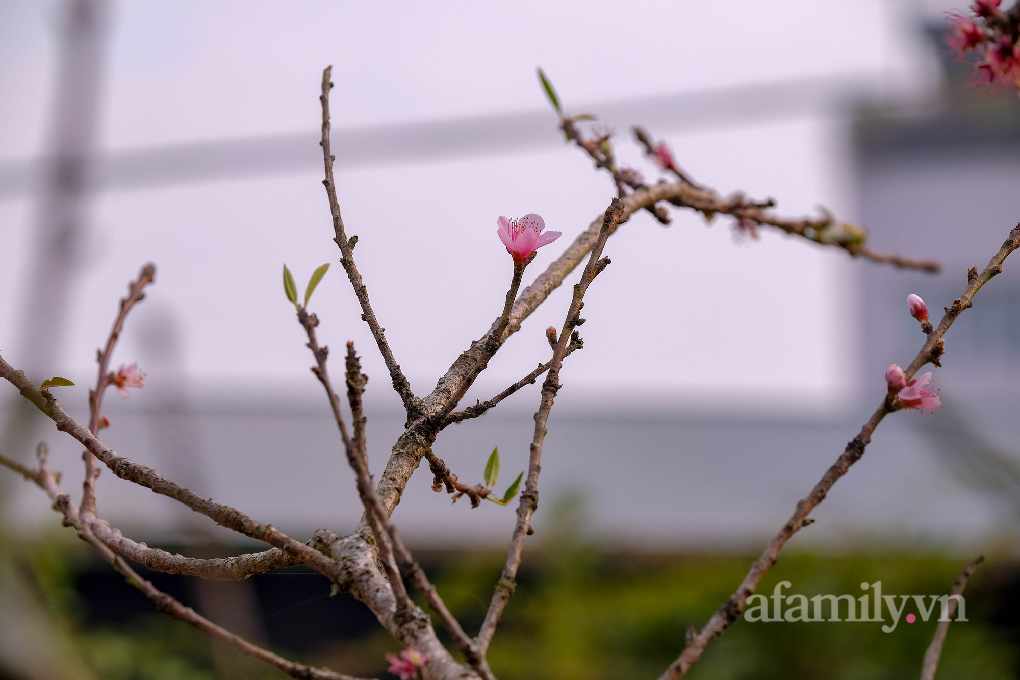 Đào Nhật Tân xuống phố sớm, khách mở hàng trả giá rẻ, tiểu thương thà ế chứ không bán - Ảnh 5.