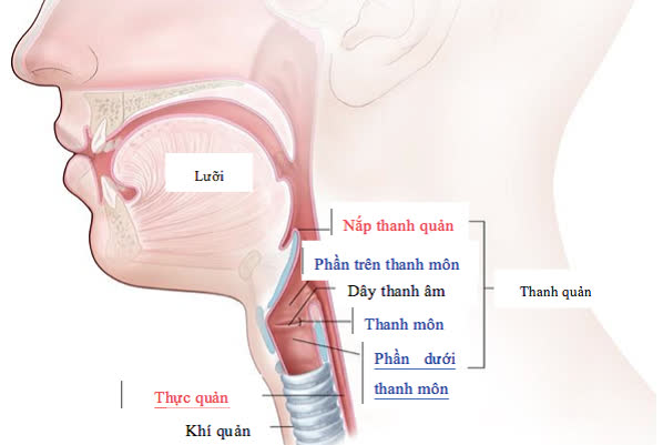 Ung thư thanh quản: Dấu hiệu, nguyên nhân, điều trị và tiên lượng - Ảnh 1.