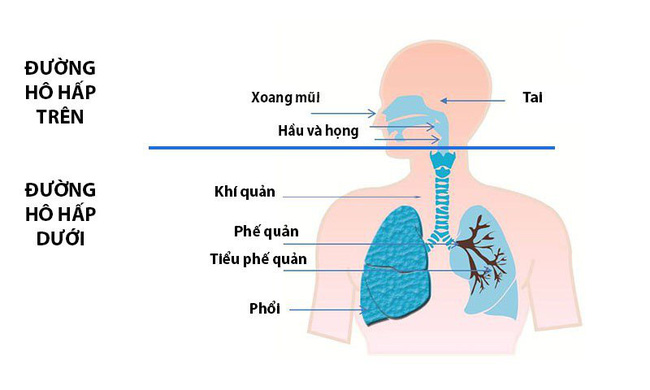 Biểu hiện viêm đường hô hấp trên ở trẻ nhỏ và cách phòng ngừa hiệu quả  - Ảnh 1.