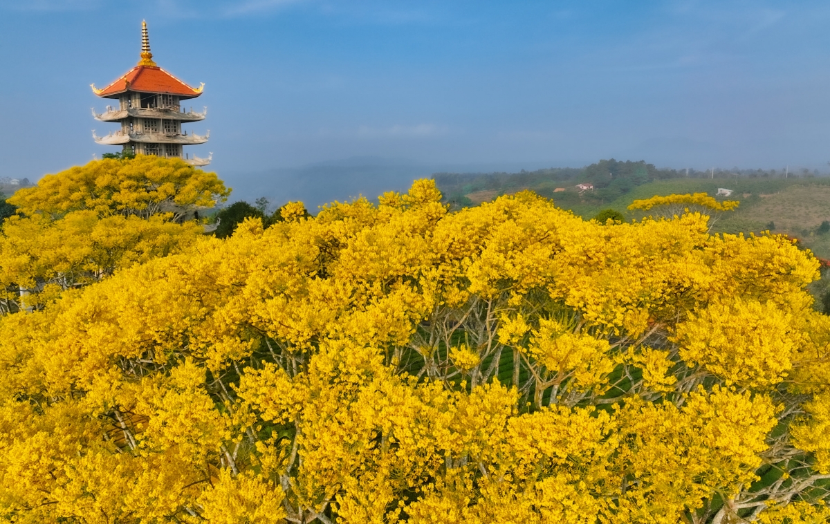 Mãn nhãn ngắm hoa điệp vàng rực rỡ tại Bảo Lộc - Ảnh 3.