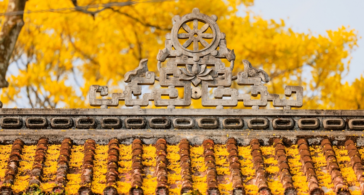 Mãn nhãn ngắm hoa điệp vàng rực rỡ tại Bảo Lộc - Ảnh 6.