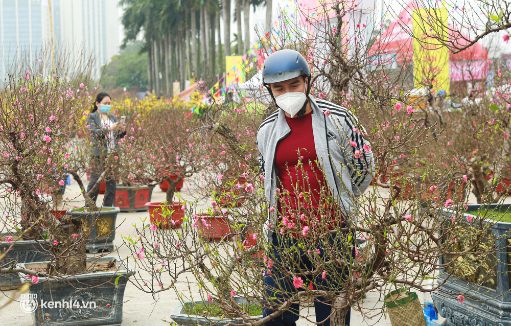 Hà Nội: Tiểu thương giảm nửa giá những gốc đào khủng ngày cận Tết, khách vẫn ngó lơ - Ảnh 10.