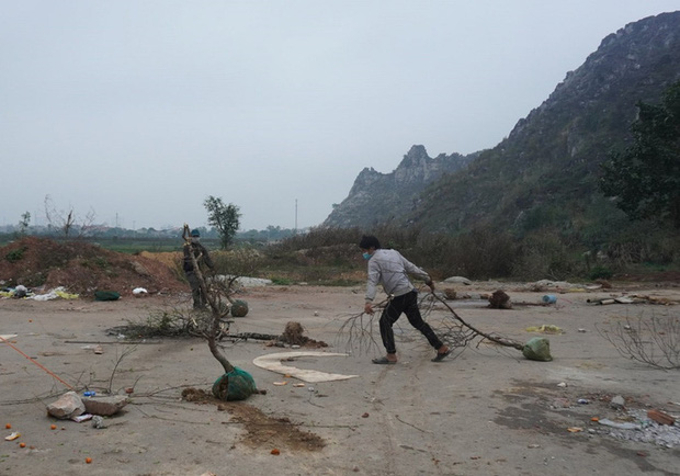 Giá quá thấp, thương lái chém bỏ đào giữa phố - Ảnh 10.