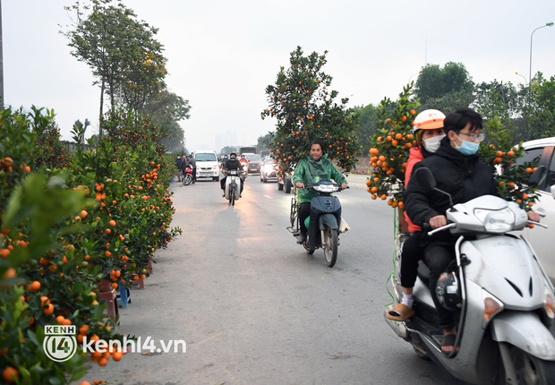 Chùm ảnh: Nhiều điểm báo đào, quất tại Hà Nội xả hàng để nghỉ Tết sớm - Ảnh 13.