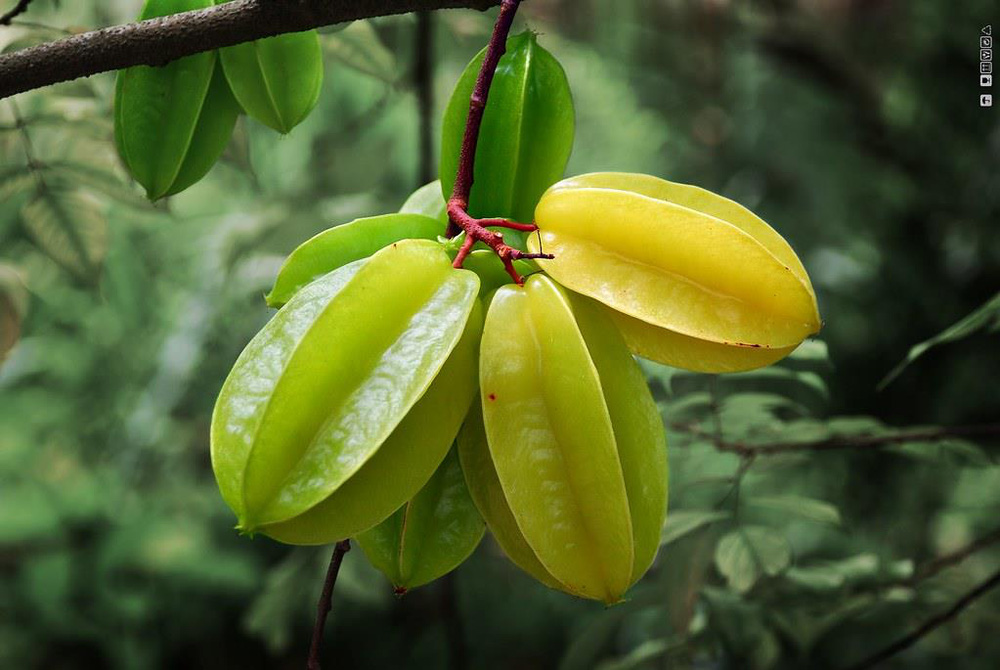 Loại quả được ví như thực phẩm siêu sao với vô vàn lợi ích: Việt Nam có rất nhiều - Ảnh 1.