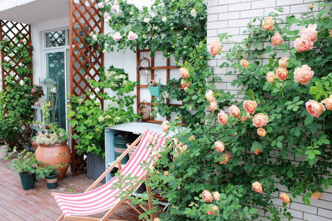 Cặp vợ chồng trẻ quyết mua nhà có sân thượng để làm vườn rau nhưng sau 4 năm lại biến thành khu vườn hoa rực rỡ sắc màu - Ảnh 8.
