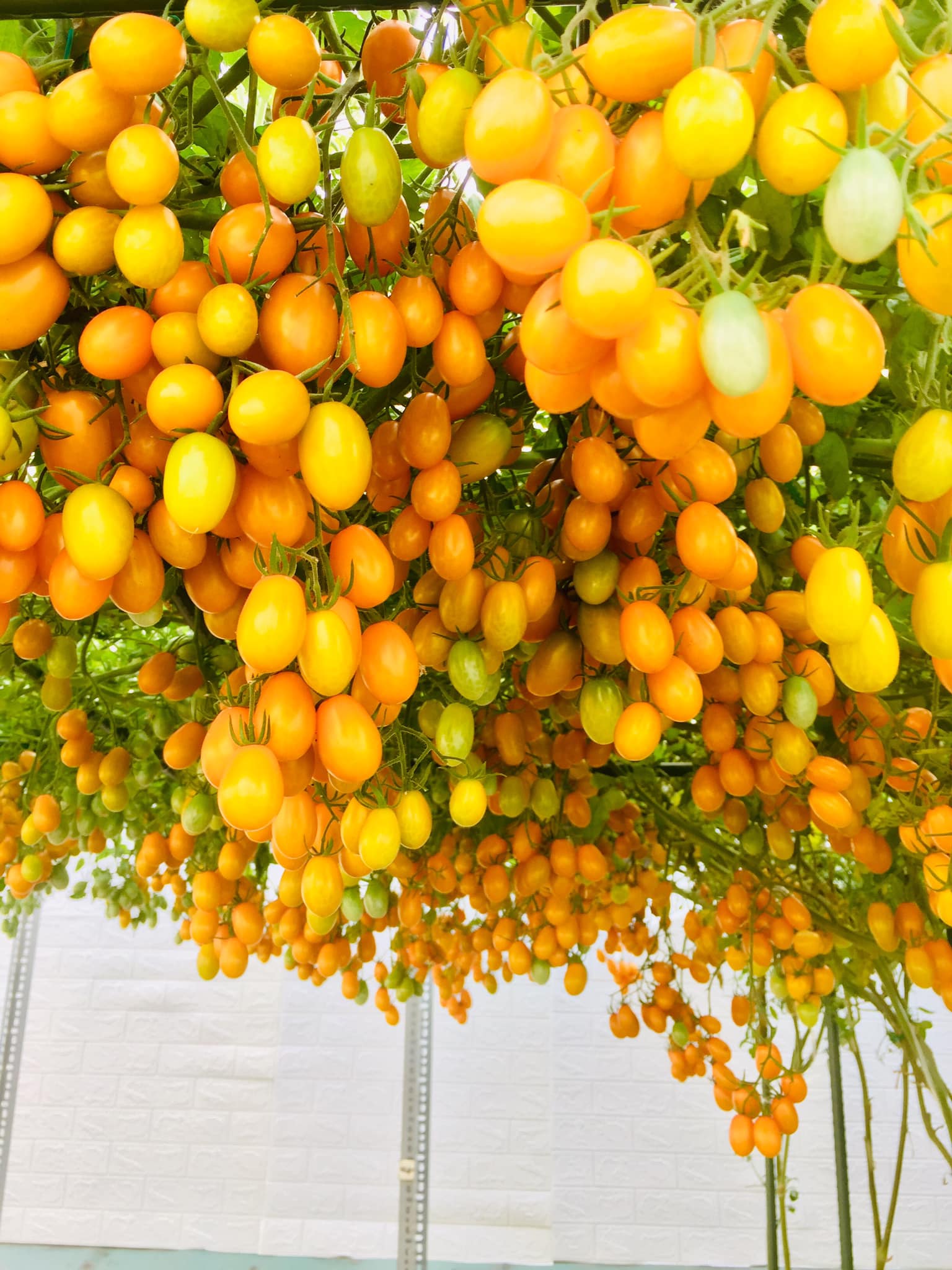 Với 5 triệu đồng, mẹ đảm Sài Gòn phủ kín sân thượng chỉ 50m² các loại trái ngọt, quanh năm sai trĩu cành  - Ảnh 2.