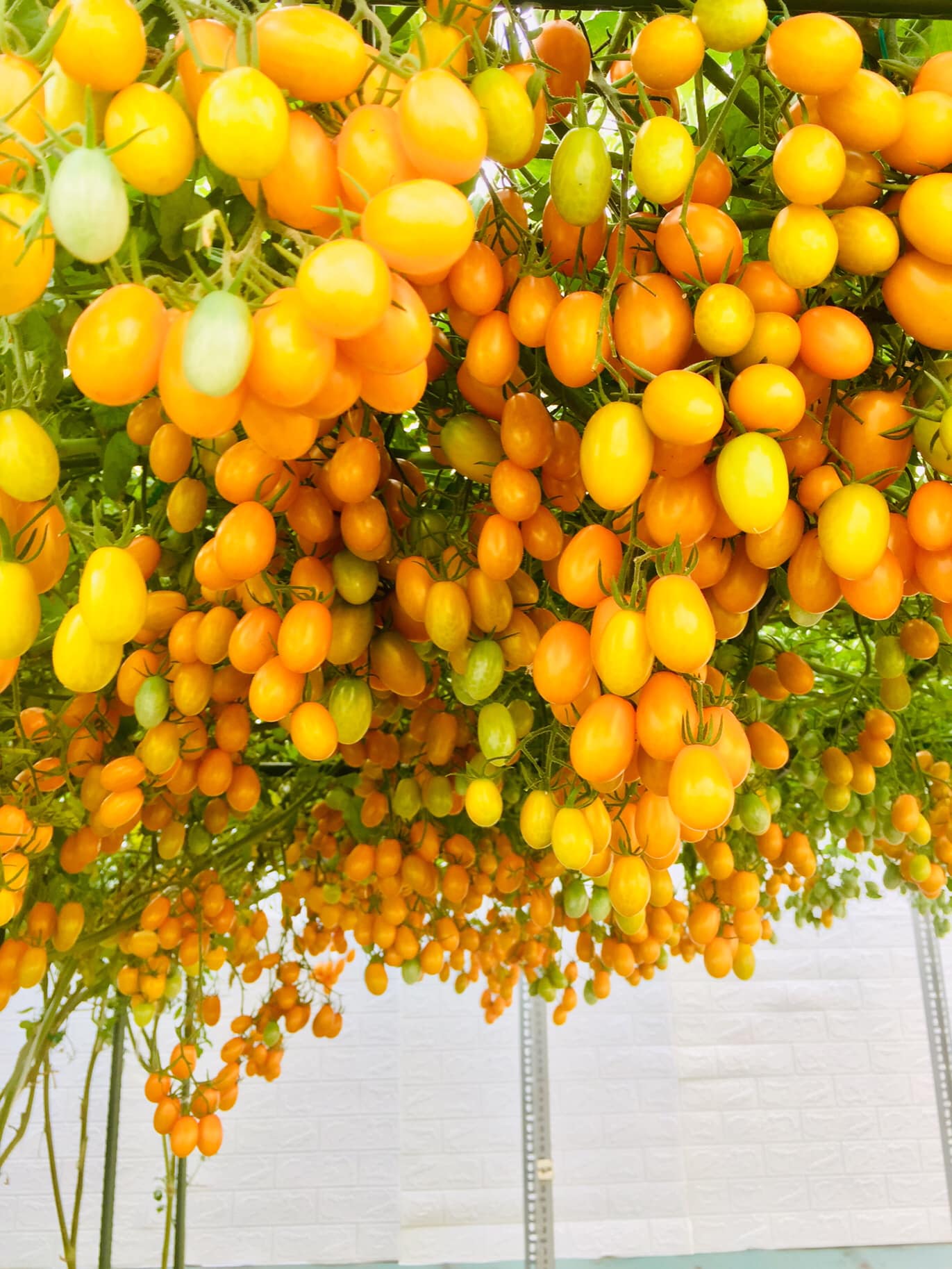 Với 5 triệu đồng, mẹ đảm Sài Gòn phủ kín sân thượng chỉ 50m² các loại trái ngọt, quanh năm sai trĩu cành  - Ảnh 3.