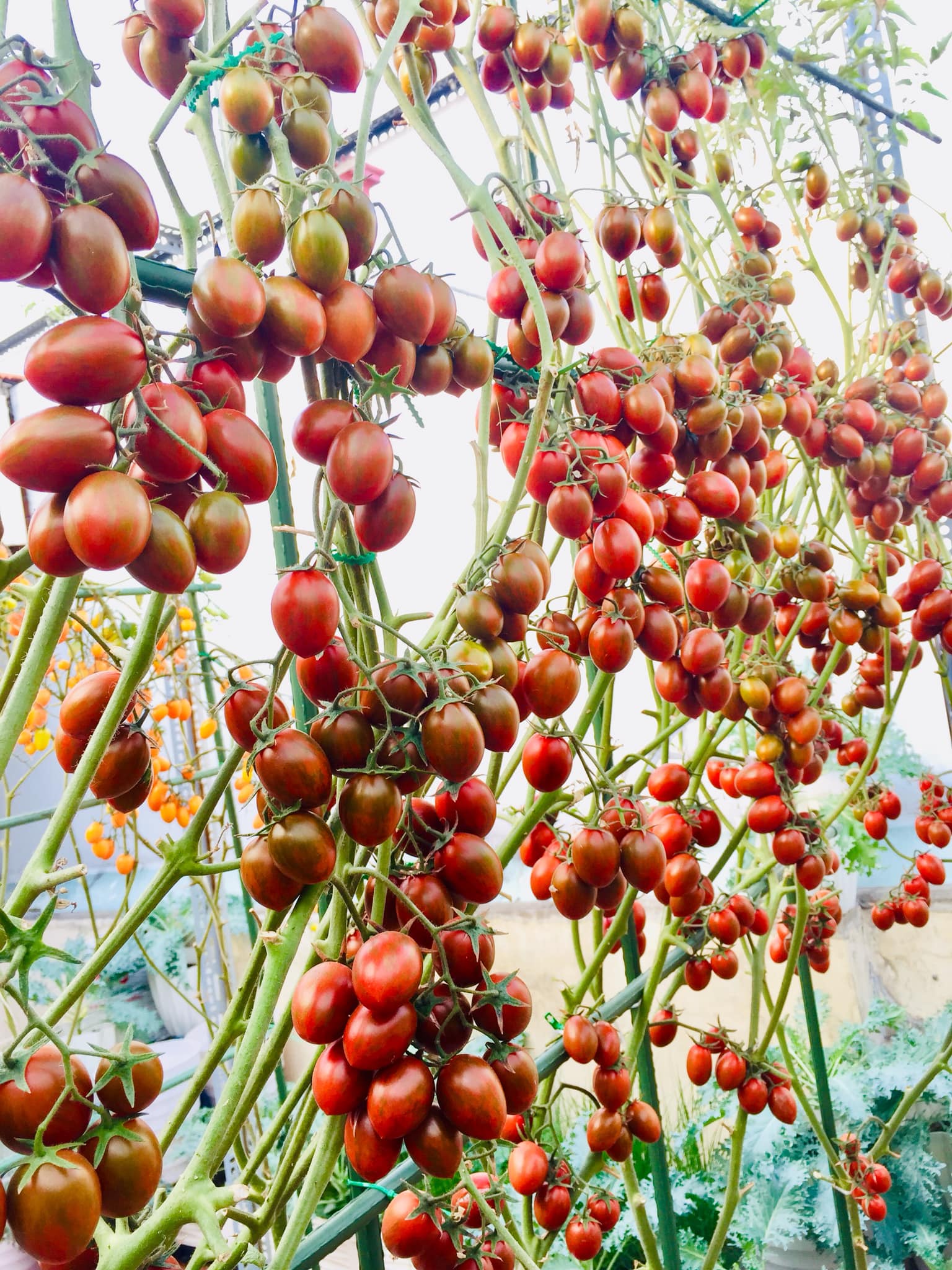 Với 5 triệu đồng, mẹ đảm Sài Gòn phủ kín sân thượng chỉ 50m² các loại trái ngọt, quanh năm sai trĩu cành  - Ảnh 4.