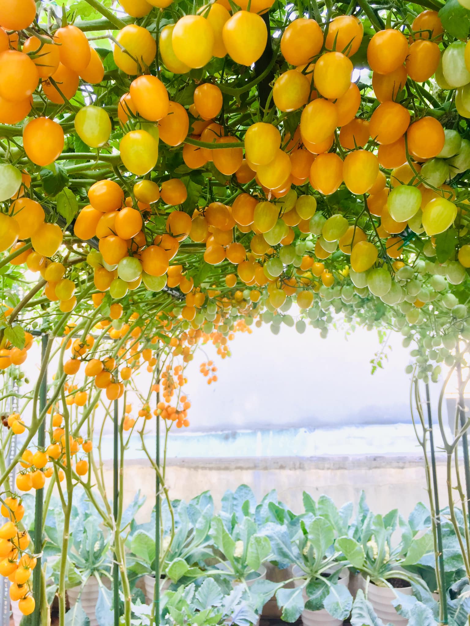 Với 5 triệu đồng, mẹ đảm Sài Gòn phủ kín sân thượng chỉ 50m² các loại trái ngọt, quanh năm sai trĩu cành  - Ảnh 5.