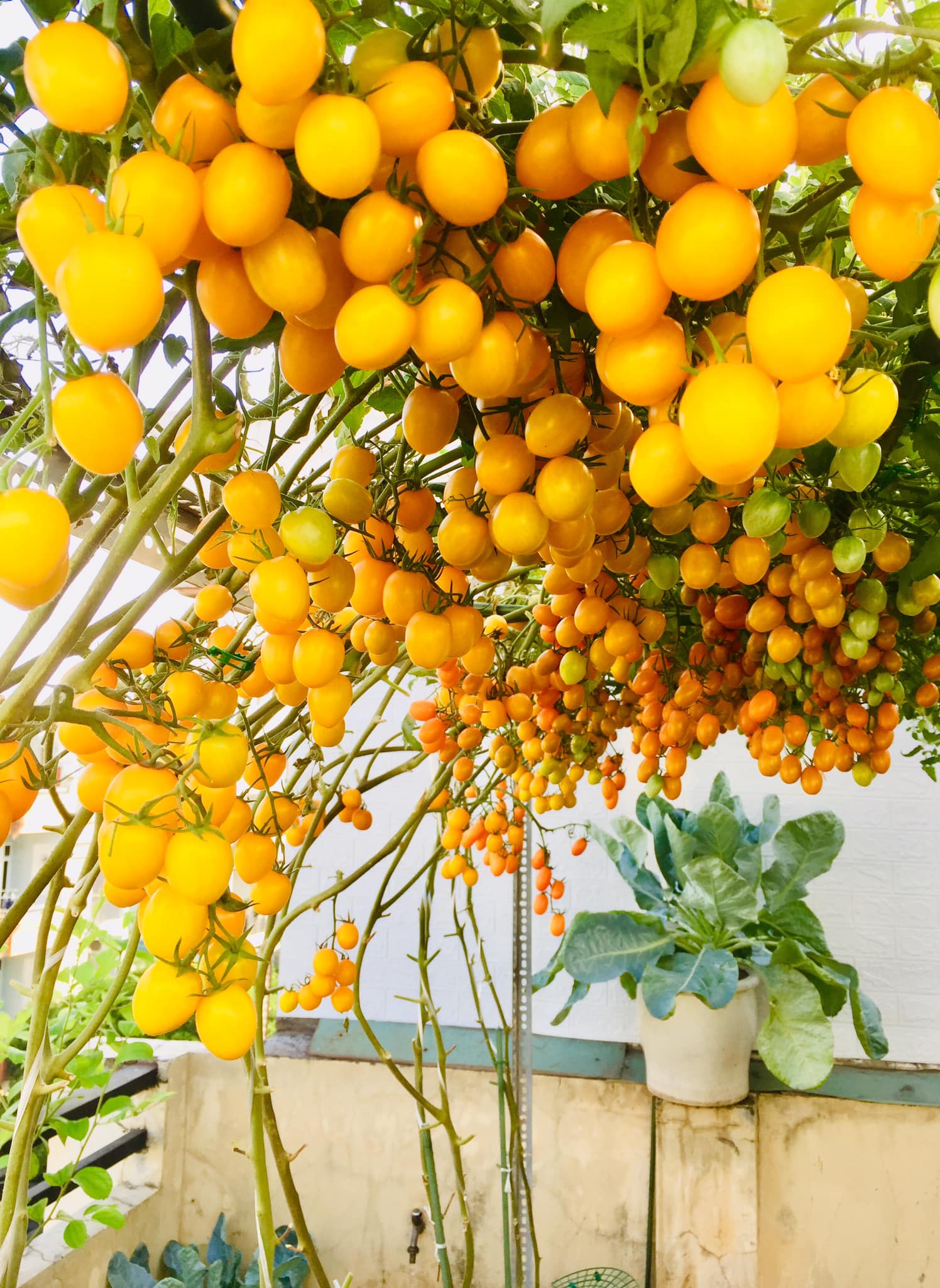 Với 5 triệu đồng, mẹ đảm Sài Gòn phủ kín sân thượng chỉ 50m² các loại trái ngọt, quanh năm sai trĩu cành  - Ảnh 6.
