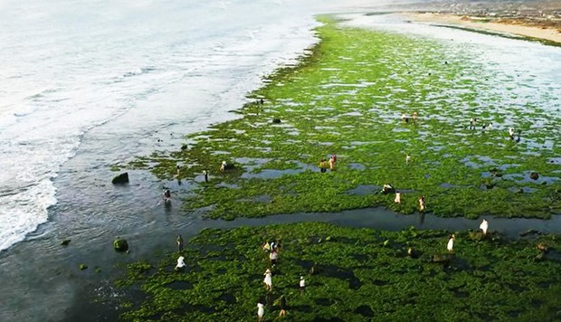 Ngỡ ngàng thảm rêu ở cung đường biển đẹp bậc nhất Việt Nam - Ảnh 2.
