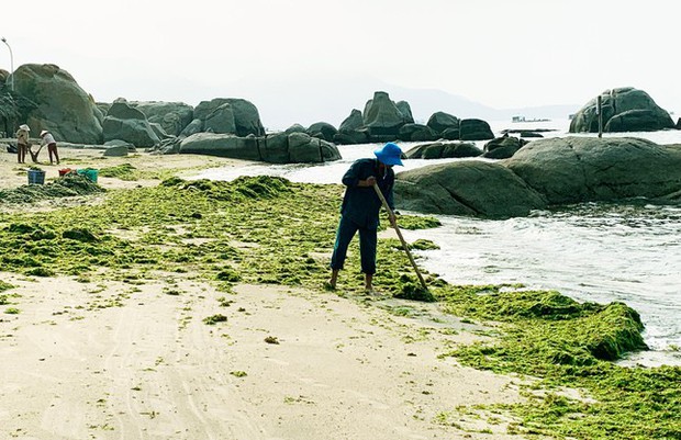Ngỡ ngàng thảm rêu ở cung đường biển đẹp bậc nhất Việt Nam - Ảnh 7.