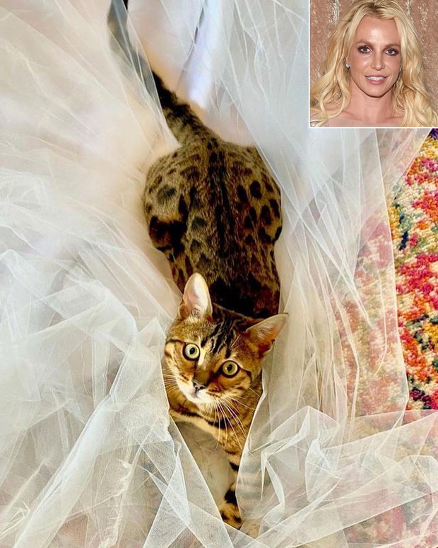 Britney Spears đã chọn được váy cưới - Ảnh 2.