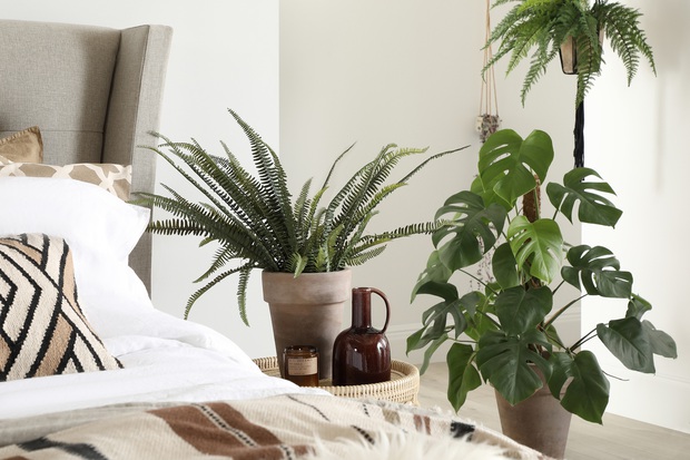 9 loại cây cảnh thích hợp nhất trong phòng ngủ vì khả năng cải thiện chất lượng giấc ngủ ấn tượng - Ảnh 1.