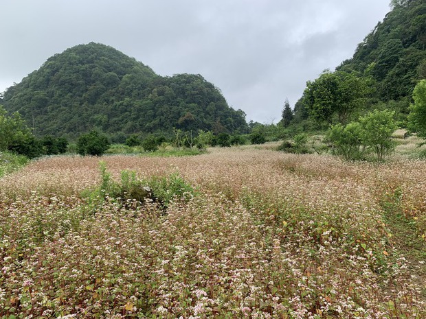 Ngỡ ngàng ngắm hoa tam giác mạch trái mùa ở Hà Giang khiến nhiều du khách không khỏi ngạc nhiên và thích thú - Ảnh 1.