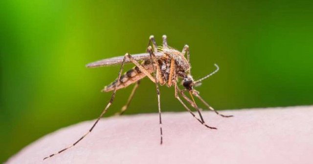 Mùa dịch sốt xuất huyết, người nặng ký và ai có nhóm máu này cuốn hút” muỗi nhất, cần che chắn cẩn thận - Ảnh 1.