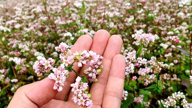 Ngỡ ngàng ngắm hoa tam giác mạch trái mùa ở Hà Giang khiến nhiều du khách không khỏi ngạc nhiên và thích thú - Ảnh 4.