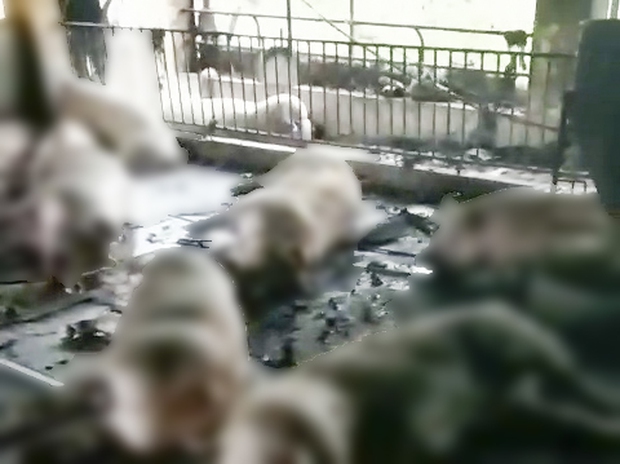 Sét đánh chết đàn lợn 229 con ở Thái Bình: Chủ nuôi khóc ngất, chưa dám ra trang trại - Ảnh 1.