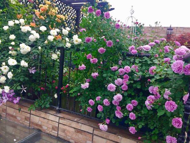 Khu vườn sân thượng độc đáo với tầng trên là hoa hồng rực rỡ, tầng dưới muôn hoa đua nở 4 mùa - Ảnh 11.