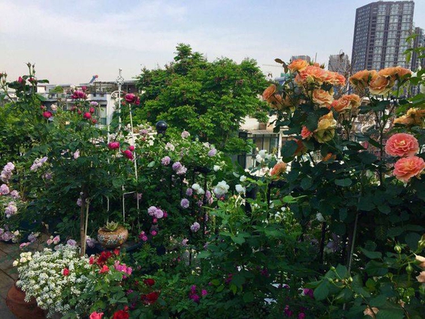 Khu vườn sân thượng độc đáo với tầng trên là hoa hồng rực rỡ, tầng dưới muôn hoa đua nở 4 mùa - Ảnh 7.