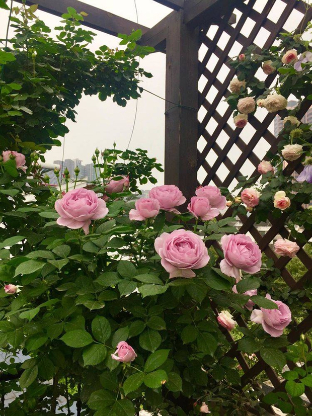 Khu vườn sân thượng độc đáo với tầng trên là hoa hồng rực rỡ, tầng dưới muôn hoa đua nở 4 mùa - Ảnh 10.