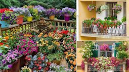 5 loại hoa “không sợ nắng” đặc biệt thích hợp trồng ngoài ban công hay sân thượng
