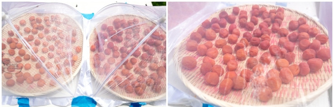 Dắt túi bí quyết làm mơ muối Umeboshi để giải nhiệt, tăng sức đề kháng cho cơ thể lúc chuyển mùa - Ảnh 24.