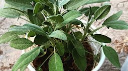 Nhà giàu thường để 5 loại cây này trong phòng bếp, giúp chiêu tài đón lộc ai cũng nên có