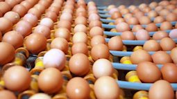 Từ 15/6, giá trứng gà, vịt bình ổn tăng 2.000 đồng/chục