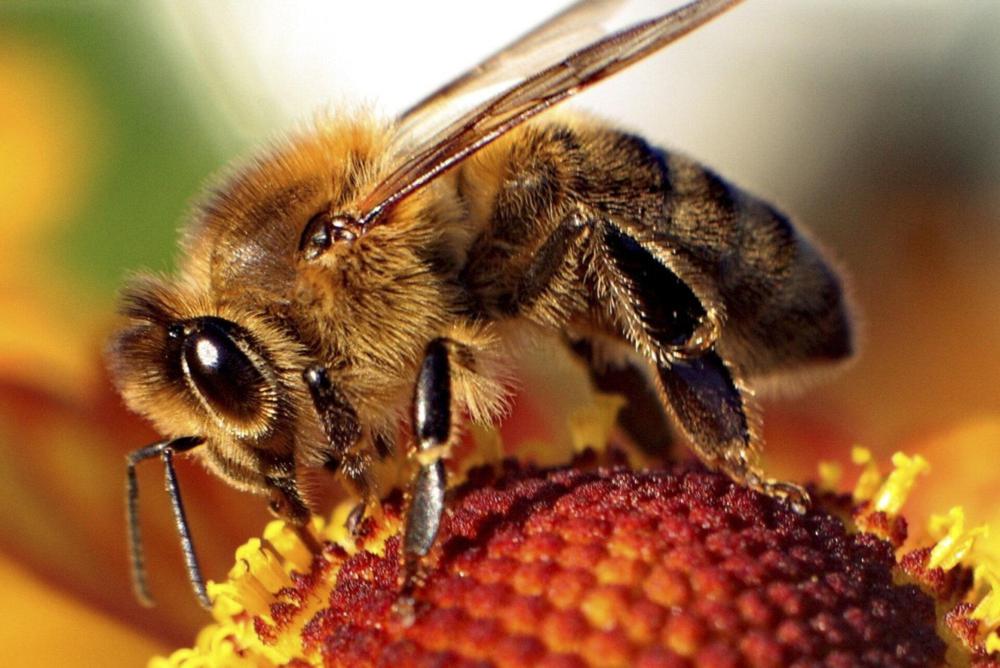 Mật ong có tốt như lời đồn? Những điều “độc nhất vô nhị” ở mật ong không phải ai cũng biết - Ảnh 2.
