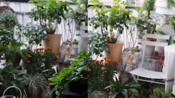 Mẹ đảm ở thành phố tận hưởng trọn vẹn thú vui trồng cây bên ngoài ban công nhà chỉ vỏn vẹn 4m²