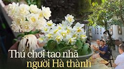 Hội những “ông bố, người chồng” chơi hoa Thuỷ Tiên tại Hà Nội, với kinh nghiệm gần 30 năm chúng tôi biết cách cho hoa nở đúng giao thừa