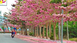 Choáng ngợp con đường 160 cây kèn hồng nở rực rỡ một góc trời ở Sóc Trăng