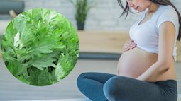Vì sao phụ nữ mang thai 3 tháng đầu không nên ăn rau ngải cứu?
